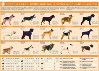 Комплект плакатов "Кинология" - «globural.ru» - Казань