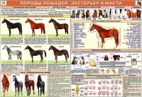 Комплект плакатов "Служебное коневодство" - «globural.ru» - Казань