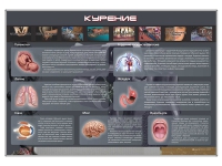 Стенд "Курение" (вариант 1) - «globural.ru» - Казань