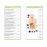 Комплект карточек (10) "Обучающий калейдоскоп. Человек" - «globural.ru» - Казань