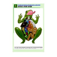 Рельефная таблица "Внутреннее строение лягушки" (формат А1, матовое ламинир.) - «globural.ru» - Казань