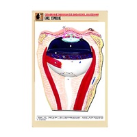 Рельефная таблица "Глаз. Строение" (формат А1, матовое ламинир.) - «globural.ru» - Казань
