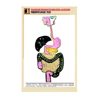 Рельефная таблица "Пищеварительный тракт" (формат А1, матовое ламинир.) - «globural.ru» - Казань