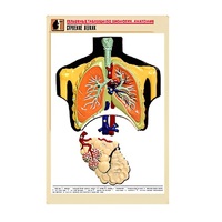 Рельефная таблица "Строение легких" (формат А1, матовое ламинир.) - «globural.ru» - Казань