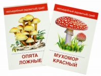 Раздаточные карточки "Грибы съедобные и не съедобные" - «globural.ru» - Казань