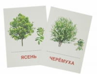 Раздаточные карточки "Деревья и кустарники" - «globural.ru» - Казань