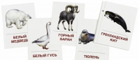 Раздаточные карточки "Животные холодных широт" - «globural.ru» - Казань