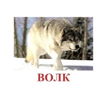 Карточки Домана "Дикие животные-1" - «globural.ru» - Казань