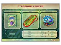 Электрифицированный стенд "Строение клетки" с маркерными полями - «globural.ru» - Казань