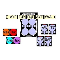 Модель-аппликация "Биосинтез белка" (ламинированная) - «globural.ru» - Казань