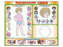 Стенд маркерный "Познаю себя" (тело, голова, органы чувств) - «globural.ru» - Казань