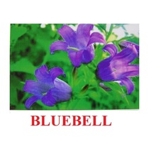 "Wild Flowers-Herbs" ("Полевые цветы-Травы") английские карточки Домана - «globural.ru» - Казань