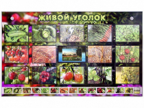Комплект оборудования "Живой уголок" (растения) с тифлопереводом и сурдокомментариями - «globural.ru» - Казань