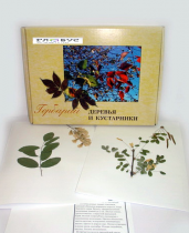 Гербарий Деревья и кустарники (20 видов) - «globural.ru» - Казань