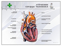 Стенд "Строение сердца человека" - «globural.ru» - Казань