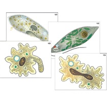 Модель-аппликация "Строение и разнообразие простейших" (ламинированная) - «globural.ru» - Казань