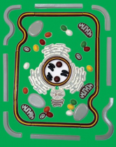 Модель-аппликация Строение клетки - «globural.ru» - Казань