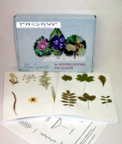 Гербарий Морфология растений - «globural.ru» - Казань
