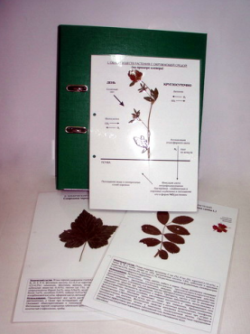 Гербарий к курсу основ общей биологии (20 листов) (лам.) формат А-4 - «globural.ru» - Казань
