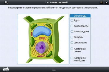 Интерактивные курсы. Биология 9 класс. Расширенный - «globural.ru» - Казань