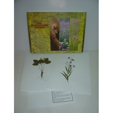 Гербарий "Лекарственные растения" (20 видов) формат А-3 - «globural.ru» - Казань